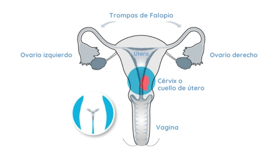 Utero